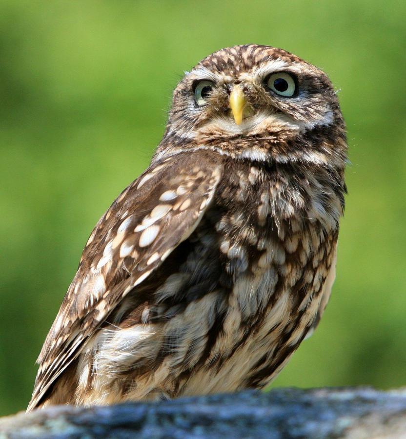 Little Owls Nest Holiday Home Wisbech Exterior foto